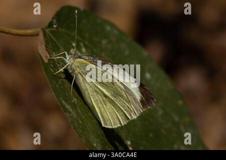 Papillon de couleur blanche perché sur feuille verte dans la journée dans la forêt Banque D'Images