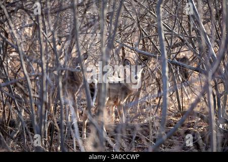 Detroit, Michigan - le cerf de Virginie (Odocoileus virginianus) dans les bois de belle Isle, un parc d'État dans la rivière Detroit. Banque D'Images