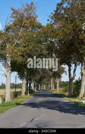 Avenue avec érable sycomore dans la zone rurale dans la région de Brandebourg près de Lünow en Allemagne Banque D'Images