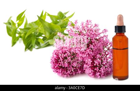 Fleurs de valériane rouge avec bouteille d'huile essentielle isolée sur blanc Banque D'Images