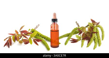 Branche de noix avec fleurs mâles avec bouteille d'essence isolée sur fond blanc Banque D'Images