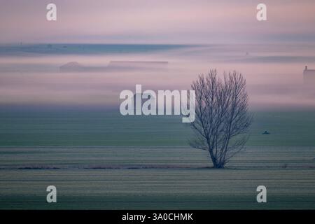 Grue commune (Grus grus) volant le long du lac Gallocanta un matin brumeux, Saragosse, Aragon, Espagne Banque D'Images