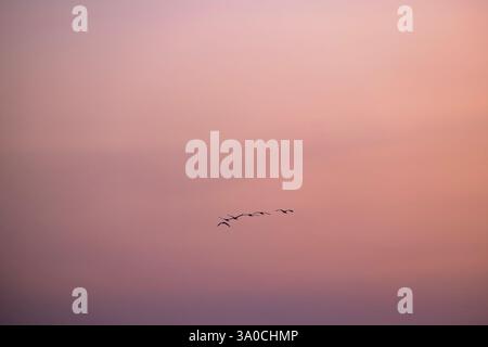 Grue commune (Grus grus) volant le long du lac Gallocanta un matin brumeux, Saragosse, Aragon, Espagne Banque D'Images