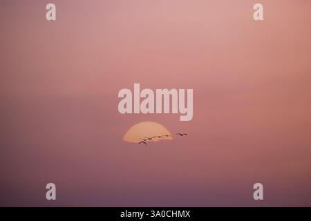 Grue commune (Grus grus) volant le long du lac Gallocanta un matin brumeux, Saragosse, Aragon, Espagne Banque D'Images