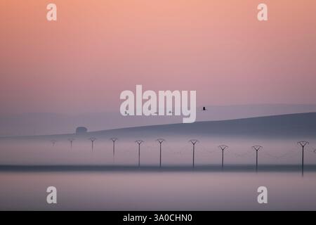 Grue commune (Grus grus) volant le long du lac Gallocanta un matin brumeux, Saragosse, Aragon, Espagne Banque D'Images