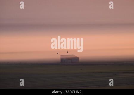 Grue commune (Grus grus) volant le long du lac Gallocanta un matin brumeux, Saragosse, Aragon, Espagne Banque D'Images