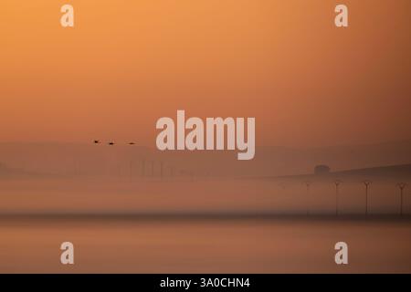 Grue commune (Grus grus) volant le long du lac Gallocanta un matin brumeux, Saragosse, Aragon, Espagne Banque D'Images