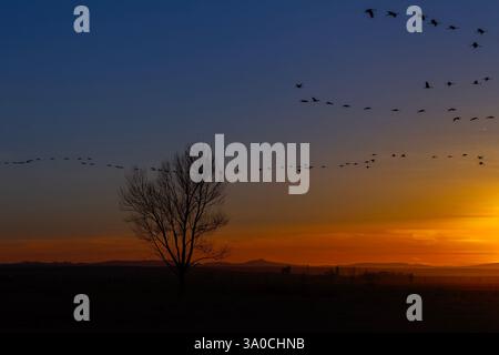 Grue commune (Grus grus) volant le long du lac Gallocanta un matin brumeux, Saragosse, Aragon, Espagne Banque D'Images