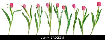 Fleurs de tulipe dans une rangée isolée sur blanc. Ensemble de tulipes de couleur rouge rose fraîche. Banque D'Images