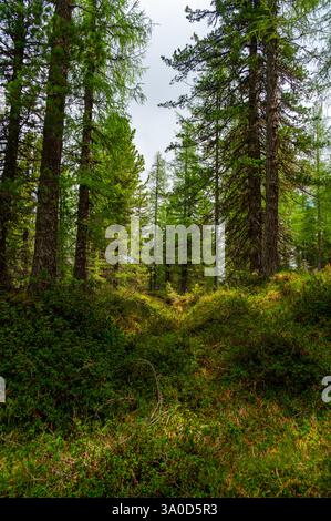 Forêt profonde dans les Dolomites italiennes (Dolomiti, Dolomiten). Un sentier paisible serpente à travers de grands arbres, de l'herbe luxuriante, et des bleuets sauvages, avec lointain Banque D'Images