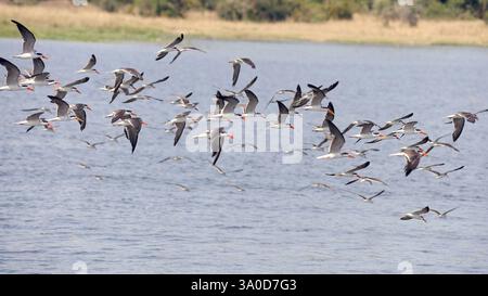 Troupeau d'écrémeurs africains (Rynchops flavirostris) de Murchison Falls, Ouganda. Banque D'Images