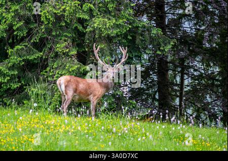 Cerf roux (Cervus elaphus hippelaphus) debout sur une prairie luxuriante en fleurs. Derrière elle, une forêt dense crée une toile de fond naturelle pittoresque. Un symbole Banque D'Images