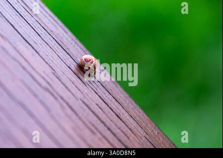 Un petit escargot sur une balustrade en bois, gros plan, avec la texture du bois clairement visible Banque D'Images