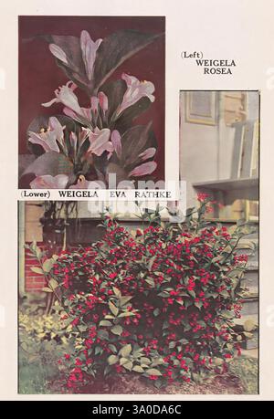 Plaque descriptive-livre Newark, N. Y, Knight & Bostwick, [19--], catalogues, pépinières, horticulture, Weigela rosea, Weigela evarathke, la composition présente trois visuels distincts de Weigela, mettant en valeur sa beauté vibrante. Dans la section supérieure, de délicates fleurs roses et blanches fleurissent gracieusement sur un fond doux, soulignant leur élégante structure de pétales. Le segment central présente un gros plan de « Weigela Eva Rathke », affichant un feuillage vert foncé luxuriant parsemé de fleurs rouges saisissantes qui créent un contraste saisissant. La partie inférieure présente un arbuste robuste et touffu de 'Weigela Rosea', avec viv Banque D'Images
