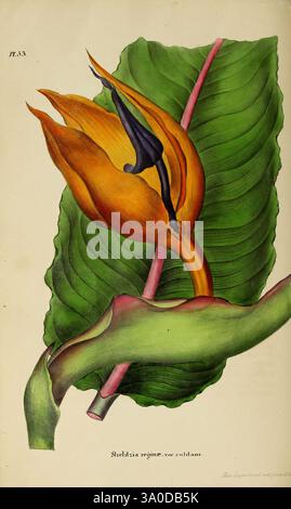 Annales de la Société royale d'agriculture et de botanique de Gand, Gand, Société royale d'agriculture et de botanique, 1845-1849, botanique, horticulture, sociétés, fleurs, Strelitzia reginae, l'œuvre présente une représentation saisissante d'une fleur tropicale, connue comme l'oiseau du paradis. Les couleurs éclatantes de ses pétales irisés - un mélange d'orange profond et de bleu riche - attirent le regard, tandis que les détails complexes de la structure de la fleur sont mis en évidence sur fond de feuilles vertes luxuriantes. Les grandes feuilles texturées présentent des veines prononcées qui ajoutent de la profondeur et du contraste au compositi Banque D'Images