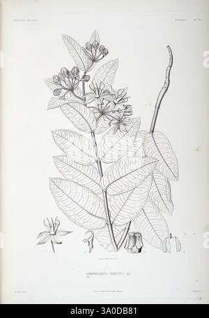 Tentamen, florae, Abyssinicae, Parisiis, Arthus, Bertrand, 1847-1851, une illustration botanique complexe mettant en valeur une plante à fleurs. La composition présente des feuilles allongées avec des veines proéminentes, disposées symétriquement le long de la tige. Des grappes délicates de petites fleurs sont représentées en haut, mettant en évidence leurs détails et leur structure. De plus, une branche mince et un petit bourgeon sont illustrés, fournissant un contexte aux stades de croissance de la plante. Cette œuvre souligne à la fois la beauté et la complexité de la vie botanique, capturant l'essence de l'espèce avec précision. Banque D'Images