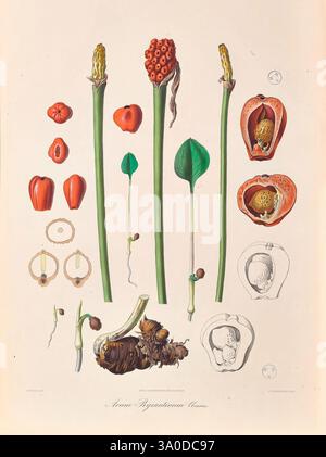 Icones Aroidearum, Vindobonae, 1857, araceae, oeuvres picturales, aroïdes, arum byzantinum, l'illustration montre une variété de spécimens botaniques du genre Aristolochia. Il comprend des représentations détaillées de diverses parties des plantes, telles que des fleurs, des fruits et des graines. Chaque spécimen est étiqueté, mettant en valeur les caractéristiques uniques des structures reproductrices et du feuillage. L'arrangement met en évidence la diversité morphologique au sein de l'espèce, illustrant à la fois les fruits fermés et ouverts, ainsi que les formes distinctes des fleurs. La précision de la représentation souligne l'intri Banque D'Images