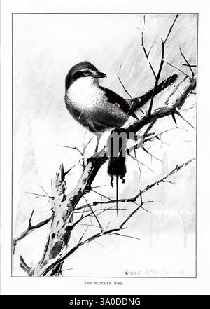Portraits d'oiseaux, Boston, Ginn & Company, 1901, oiseaux, Laniidae, excubitor Northern Shrike, Un oiseau boucher perché gracieusement sur une branche, mettant en valeur son plumage saisissant et son regard vif. La scène capture l'essence de son habitat naturel, avec des détails complexes des branches épineuses, ajoutant un soupçon de drame. Florissant dans son environnement, l’oiseau incarne à la fois la beauté et une nature prédatrice, comme le suggère le petit animal qu’il a attrapé et exposé. La composition globale souligne le contraste net entre l'oiseau et son environnement, soulignant son rôle en tant que chasseur qualifié dans le Banque D'Images