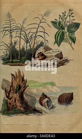 Dictionnaire pittoresque d'histoire naturelle et des phénomènes de la nature Paris, 1833-[1840], Londres, l'illustration présente une composition détaillée mettant en valeur divers éléments naturels : - en haut à gauche, il y a une représentation de grandes plantes de canne à sucre, avec des tiges vertes vibrantes s'élevant de la base. - Adjacent à lui, au centre, une représentation stylisée d'une plante ressemblant à un palmier se tient en évidence, agrémentée de grappes de petites baies ou de fleurs. - Ci-dessous, une souche de bois rustique, probablement d'un arbre abattu, porte des signes d'âge et de caractère, entourée d'une surface riche et texturée. - En th Banque D'Images