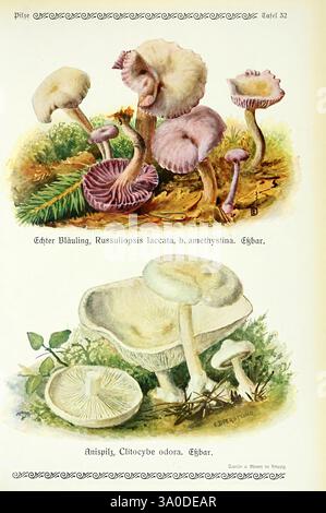 Pilze der Heimat Leipzig, quelle und Meyer, 1913, Agaricacées, champignons, Allemagne, Mycologie, champignons, champignons, Emil Dörstling, anis Toadstool, Anis Funnel Cap, Clitocybe odora, taxonomie : trinomial= Russula Psilocybe Laccata Amethystina., l'illustration présente deux types distincts de champignons. La section supérieure représente Russulopsis laccata, connu pour ses teintes violettes captivantes et ses branchies caractéristiques. Autour de ce champignon sont deux autres avec une coloration similaire, mettant en valeur la diversité dans leurs formes et tailles. La section inférieure présente Clitocybe odora, caractérisé par son subt Banque D'Images