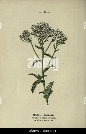 Wayside and Woodland Blossoms, Londres, F. Warne, 1895, Grande-Bretagne, fleurs sauvages, identification, botanique, Achillea millefolium, une illustration représentant la plante Yarrow, scientifiquement connue sous le nom d'Achillea millefolium. Le dessin met en valeur la tige mince de la plante ornée de délicats grappes de petites fleurs blanches au sommet. Les feuilles, finement divisées et plumeuses, s'étendent le long de la tige, soulignant la structure complexe de la plante. Sous l'illustration, le nom commun 'Millefoil. Yarrow. » Et la classification scientifique sont fournies, ainsi que l'indication de sa famille, composée Banque D'Images