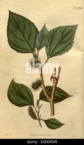 Curtis's Botanical Magazine London New York etc. illustration botanique botanique périodiques œuvres picturales plantes ornementales Curtis John Curtis John Sims, Une illustration botanique mettant en vedette une plante avec des feuilles vertes dentelées proéminentes et de petits amas de bourgeons épins. La composition comprend des représentations détaillées des feuilles et des structures reproductrices de la plante, mettant en valeur leurs textures et formes uniques. Il convient de noter la disposition des feuilles et des bourgeons couverts de colonne vertébrale, qui contribuent à l'esthétique globale de la plante. L'illustration est étiquetée, indiquant son identification Banque D'Images