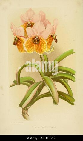 über, Orchideen, Berlin, Parey, 1896, Orchidaceae, Une superbe illustration de l'orchidée Vanda Sanderiana, mettant en valeur ses fleurs délicates avec un doux mélange de tons pêche et jaune. Les fleurs sont caractérisées par leur forme distinctive, avec des pétales proéminents qui se courbent doucement vers l'extérieur. Autour des fleurs se trouvent des feuilles vertes luxuriantes, contribuant à l'élégance globale de la composition. Cette œuvre d'art botanique capture la beauté et les détails complexes de l'orchidée, soulignant son importance dans les études florales. Banque D'Images