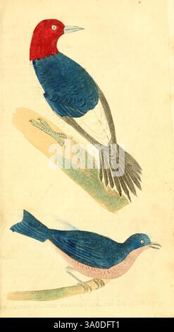 Une histoire naturelle des oiseaux, poissons, reptiles et insectes Philadelphie, Grigg & Elliot, 1845. histoire naturelle, zoologie, littérature juvénile, ouvrages populaires, Sialia sialis, Melanerpes erythrocephalus, pics à tête rouge, bleuet de l'est, l'illustration montre deux oiseaux au rendu éclatant perchés sur des branches minces. L'oiseau supérieur présente une combinaison frappante de plumage bleu profond sur son corps, une tête rouge audacieuse et une queue blanche, créant un contraste captivant. Sa posture suggère la vigilance, avec les plumes de queue élégamment disposées. L'oiseau inférieur présente un plus doux mais enchanteur Banque D'Images