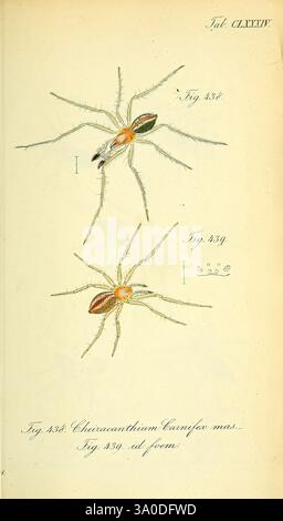 Die Arachniden, Nürnberg, in der C. H. Zeh'schen Buchhandlung, 1831-1848, arthropode, arachnide, arthropode, L'illustration présente deux représentations détaillées d'une araignée appartenant au genre Cheiracanthium, communément appelée araignée du sac jaune. La première figure montre l'araignée dans une vue latérale, mettant en évidence son corps allongé et ses marques distinctives. La deuxième figure présente une vue dorsale, soulignant les motifs complexes de son abdomen et la structure de ses jambes. Chaque figure est accompagnée d'une étiquette correspondante et d'un numéro de référence indiquant sa classification. Banque D'Images