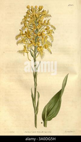 Curtis's Botanical magazine, Londres, New York, illustration botanique, botanique, périodiques, œuvres picturales, plantes ornementales, Curtis, Habenaria ciliaris, Platanthera ciliaris, taxonomie : famille = Orchidaceae, Amérique du Nord, Sydenham Teast Edwards, Une représentation magnifiquement illustrée d'une orchidée jaune, mettant en valeur sa pointe allongée ornée de fleurs complexes en cascade. Les fleurs affichent un délicat mélange de jaunes vibrants et de bruns subtils, dégageant un sentiment d'élégance et de complexité. Sous les fleurs ornées, une seule large feuille verte s'élève, accentuant la verticalité du co Banque D'Images
