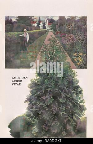 Livre de plaques descriptives, Newark, N. Y, Knight & Bostwick, [19--], catalogues, pépinière, horticulture, arborvitae américain, Un jardin luxuriant et dynamique avec une haie soigneusement taillée bordant un chemin, avec un homme vêtu d'une tenue d'époque debout à côté. Il regarde attentivement la verdure imposante, mettant en valeur le soin méticuleux apporté au paysage. Au premier plan, un éminent arborvitae américain se distingue, affichant son riche feuillage et sa forme conique, soulignant son rôle de base dans le jardinage ornemental. La toile de fond fait allusion à une charmante maison, entourée d'un éventail de fl coloré Banque D'Images