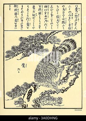 Encyclopédie, japonaise, Leyde, Netherlands, Brill, 1875, oiseaux, japon, l'illustration présente une représentation détaillée d'un oiseau perché sur une branche au milieu d'arbres de pin en toile de fond. L'oiseau, rendu avec des motifs complexes, affiche un mélange de lignes fines et de courbes délicates, mettant en valeur ses plumes et sa forme. Autour de la figure centrale, le feuillage stylisé ajoute à l'ambiance sereine, tandis qu'un script de style traditionnel accompagne l'œuvre d'art, contenant probablement un texte poétique ou descriptif lié à la scène. Sous l'illustration, la notation numérique indique sa séquence dans une colle Banque D'Images