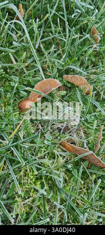 Feuilles de mapple congelées sur herbe verte. Photo verticale Banque D'Images