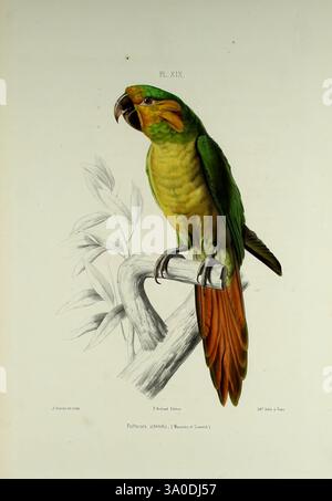 Iconographie des perroquets, Paris, P. Bertrand, 1857, oiseau, oiseaux, perroquets, perroquets, œuvres picturales, œuvres populaires, Ognorhynchus icterotis, perroquet à oreilles jaunes, cette œuvre d'art présente un perroquet perché sur une branche, avec son plumage vert saisissant contrasté par des teintes orange et jaunes chaudes sur son châssis et sa queue. Le bec pointu de l'oiseau est bien en évidence, soulignant sa forme courbe caractéristique, tandis que ses yeux expressifs ajoutent un sentiment de personnalité. Autour du perroquet se trouvent de subtils détails de feuillage, améliorant le cadre naturel. La légende inclut le t Banque D'Images