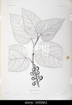 Tentamen florae Abyssinicae, Parisiis, Arthus Bertrand, 1847-1851, illustration présentant une étude botanique détaillée d'une branche du Ficus petiolaris, mettant en valeur son feuillage et ses fruits distinctifs. L'arrangement met en évidence les veines proéminentes et la texture des feuilles, soulignant leur forme et leur structure. La branche est ornée de plusieurs petits fruits ronds, qui sont représentés clairement à côté des feuilles vertes luxuriantes. Le nom scientifique est élégamment affiché en bas, contribuant à la présentation savante globale de cette espèce végétale. Banque D'Images