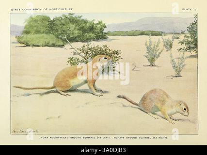 Histoire naturelle des écureuils terrestres de Californie, Sacramento, California State Printing Office, 1918. Écureuil terrestre de Californie, écureuil terrestre à queue ronde, écureuils terrestres, taxonomie : famille = Sciuridae, écureuil terrestre de Mohave, écureuil terrestre de Mojave, Xerospermophilus mohavensis, Xerospermophilus tereticaudus, L'illustration montre deux espèces distinctes d'écureuils terrestres dans un cadre naturel. Sur la gauche, un jeune écureuil terrestre à queue ronde présente son corps robuste caractéristique et sa queue courte, engagé dans une curieuse pose alors qu'il explore son environnement. Sur la droite, un Mo mature Banque D'Images