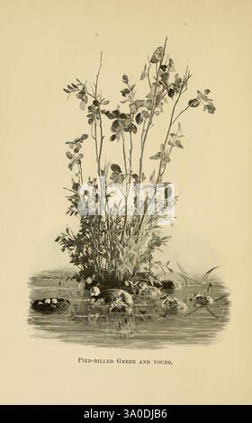 Manuel, de, oiseaux, de, est, Amérique du Nord, 1898, oiseaux, Amérique du Nord, Podilymbus, podiceps, la scène présente un groupe de plantes poussant dans un cadre naturel, peut-être près d'un plan d'eau. La végétation est luxuriante, avec des tiges minces s'élevant d'un arrangement de pierres lisses. Parmi les plantes, de petites formes rondes suggèrent la présence d'œufs nichés parmi les rochers, ce qui indique qu'il pourrait s'agir d'un site de nidification. La composition capture un moment serein dans la nature, mettant en évidence les détails complexes de la flore et l'environnement protecteur créé pour les jeunes, faisant probablement référence au pi Banque D'Images