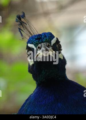 Peacock de près Banque D'Images