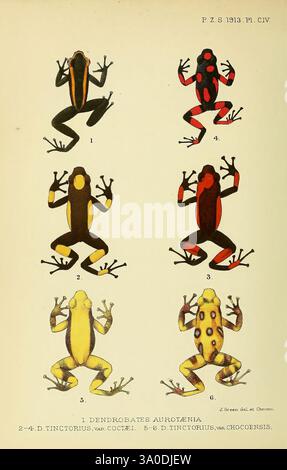 Proceedings of the Zoological Society of London, London, Academic Press Periodicals, zoologie, grenouilles, dendrobates tinctorius, grenouille poison, phyllobates aurotaenia, dendrobates aurotaenia, l'illustration présente une série de six espèces de grenouilles distinctes, chacune affichant des motifs de couleur et des marques uniques. Les grenouilles sont disposées en deux colonnes verticales, avec trois espèces de chaque côté. 1. La première grenouille présente un motif jaune et noir frappant, améliorant son apparence vibrante. 2. Le second présente une coloration plus subtile avec des tons terreux et des marques distinctes qui contribuent à son Banque D'Images