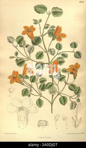 Curtis's Botanical magazine, Londres, New York, illustration botanique, botanique, périodiques, œuvres picturales, plantes ornementales, Curtis, NZ espèces, New Zealand, Matilda Smith, Rhabdothamnus solandri, New Zealand gloxinia, Women in science, Matilda Smith, l'illustration représente une étude botanique d'une plante à fleurs caractérisée par ses fleurs orangées vibrantes et son riche feuillage vert. La plante est détaillée avec ses feuilles disposées de manière opposée le long de la tige, affichant un bord dentelé. Différentes étapes du processus de floraison sont présentées, avec plusieurs bourgeons et fleurs identifiés. L'accompagyin Banque D'Images