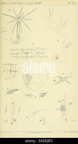 Mittheilungen aus der Zoologischen Station zu Neapel, Berlin, Friedlander, 1879-1921, périodiques, zoologie, Musée de zoologie comparée, anatomie, Umbrellaria aloysii, Hydranthea aloysii, cette illustration présente une série de dessins scientifiques complexes axés sur divers organismes microscopiques et structures cellulaires. Les composants numérotés comprennent des représentations de formes distinctives telles qu'une figure en étoile, des brins allongés et diverses formations cellulaires. Chaque détail est méticuleusement rendu pour mettre en évidence les caractéristiques uniques des organismes, mettant en valeur une gamme de textures Banque D'Images