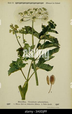 Pflanzen der Heimat Leipzig, quelle und Meyer, 1913, Allemagne, œuvres picturales, plantes, jardin botanique de New York, Heracleum sphondylium, l'illustration présente une représentation botanique détaillée de la plante Heracleum sphondylium, communément appelée panais de vache. La composition met en valeur les feuilles vertes proéminentes de la plante, soulignant leurs bords lobés et dentelés. Accompagnant la plante principale, il y a une représentation rapprochée de la structure fleurie et des graines matures. Les sections étiquetées indiquent différentes parties de la plante, identifiant la partie supérieure de l'entité florissante et Banque D'Images