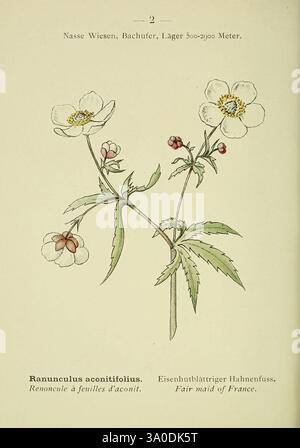 Alpen-Flora Heidelberg C. hiver 1906 Alpes plantes de montagne œuvres picturales, Une illustration botanique mettant en vedette le Ranunculus aconitifolius, communément connu comme la «belle servante de France». La plante est représentée avec de délicates fleurs blanches ornées de centres jaunes. Ses feuilles vertes proéminentes sont lobées et minutieusement détaillées, mettant en valeur les caractéristiques uniques de la plante. De petits bourgeons rougeâtres peuvent également être vus, faisant allusion au cycle de vie de la plante. L'illustration comprend des noms en français et en allemand, ajoutant un contexte scientifique à la représentation de cette fleur élégante. Banque D'Images