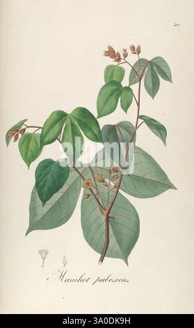 Plantarum Brasiliae icones et descriptiones hactenus ineditae, Vindobonae [Vienne], Antonii Strauss, 1827-1831, Brésil, Allemagne, couleur à la main, botanique, lithographie, 1827, Graphic Media, Une illustration botanique représentant la plante Manihot pulcherrima, mettant en valeur ses feuilles vertes éclatantes et ses petites fleurs délicates. La composition met en valeur les riches détails des structures foliaires, y compris leurs veines proéminentes et leurs formes variées. L'étiquette d'accompagnement identifie les espèces végétales, tandis que la palette de couleurs subtiles rehausse la beauté naturelle de cette espèce tropicale, soulignant son importance i. Banque D'Images