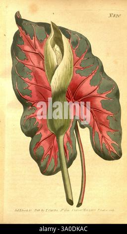 Curtis's Botanical Magazine, Londres, New York, botanique, périodiques, œuvres picturales, Curtis, Amérique centrale, Arum bicolor taxonomie : Family= Araceae, Amérique du Sud, Sydenham Teast Edwards, l'illustration présente une plante tropicale frappante aux caractéristiques distinctes. La grande feuille se caractérise par son motif audacieux et vibrant, mettant en valeur des teintes vert foncé contrastées avec des marges roses saisissantes. Au centre, une structure florale unique émerge, avec une forme lisse et allongée qui passe du vert à la base à un blanc crémeux à la pointe. Cette fleur captivante est partiellement enfermée dans la feuille Banque D'Images