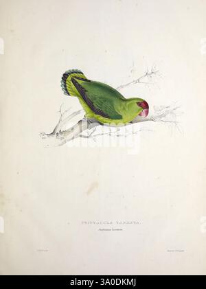 Illustrations de la famille des Psittacidae, ou perroquets, Londres, publié par E. Lear, 1832, perroquets, œuvres picturales, Edward Lear, ornithologie, oiseaux, Une perruche verte vibrante perche gracieusement sur une branche élancée. L'oiseau présente une tache rouge frappante sur son front, contrastant magnifiquement avec son plumage luxuriant. Sa queue est ornée de nuances de bleu et de notes de jaune, ajoutant à son aspect coloré. De délicates brindilles et un feuillage subtil entourent la perruche, mettant en valeur le cadre naturel. La composition globale souligne l'élégance et le charme de ce spécimen aviaire, invitant admira Banque D'Images