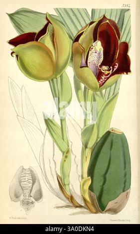 Curtis's Botanical magazine, Londres, New York, botanique, périodiques, œuvres picturales, Curtis, l'illustration présente deux superbes fleurs d'orchidée, caractérisées par leurs grands pétales complexes dans les tons de vert et Bordeaux, avec des motifs délicats qui mettent en valeur leur beauté. Sous les fleurs, une représentation stylisée d'un bourgeon laisse entrevoir le potentiel de nouvelle croissance. En arrière-plan, de larges feuilles allongées fournissent un contexte naturel, encadrant les fleurs avec élégance. En outre, un dessin anatomique détaillé d'un papillon est inclus, offrant un aperçu de l'interconnexion de la flore et Banque D'Images