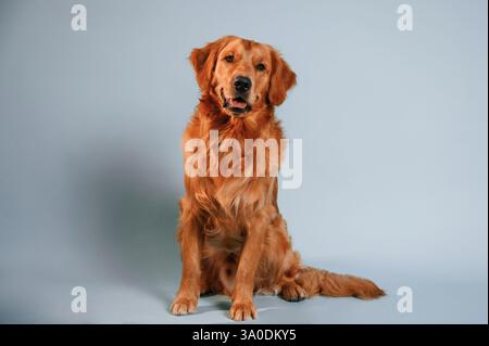 Assis et regardant vers l'avant. Chien Golden retriever mignon est assis à l'intérieur sur fond de couleur blanche et bleue dans le studio. Banque D'Images