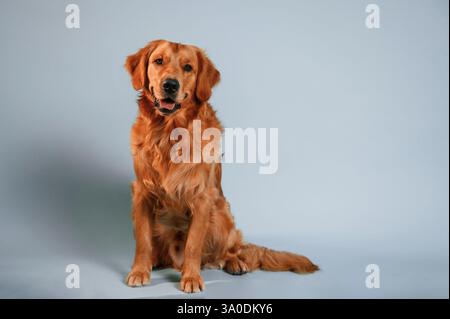 Assis et regardant vers l'avant. Chien Golden retriever mignon est assis à l'intérieur sur fond de couleur blanche et bleue dans le studio. Banque D'Images