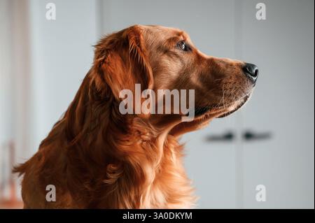 Portrait gros plan latéral. Chien mignon Golden retriever est à l'intérieur dans la chambre domestique. Banque D'Images